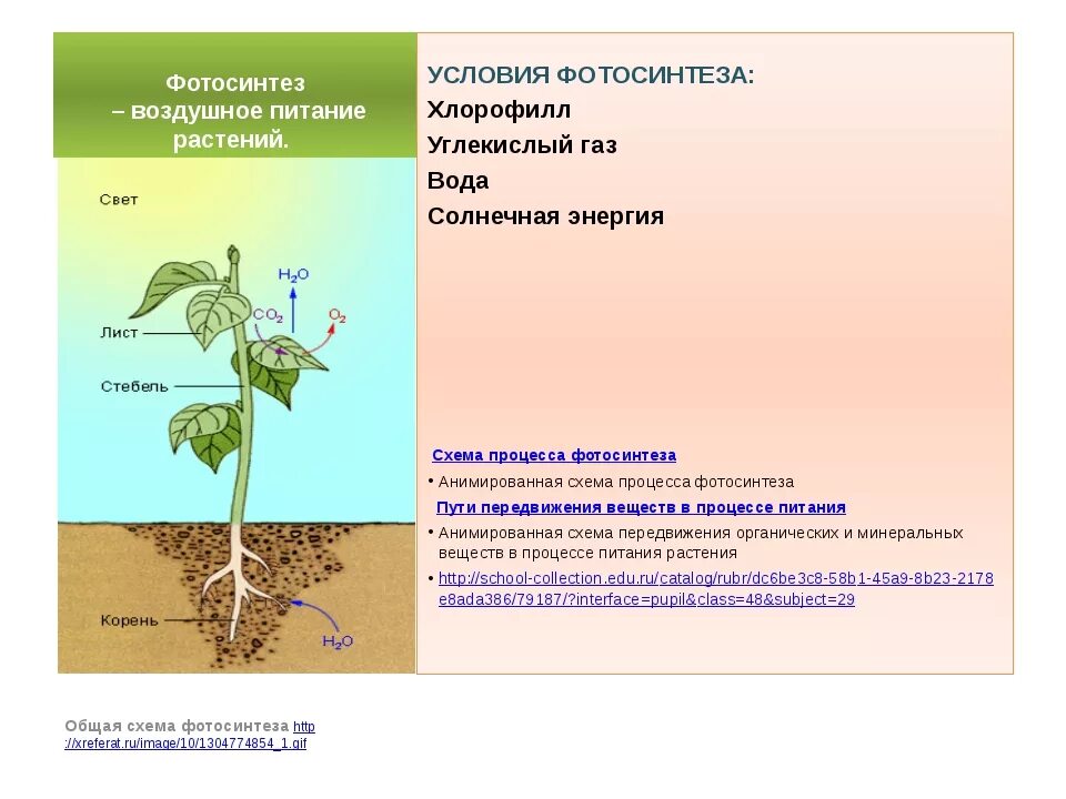 Воздушное питание фотосинтез биология 6. Биология воздушное питание растений фотосинтез. Схема процесса фотосинтеза. Процесс питания растений. Минеральное питание фотосинтез дыхание