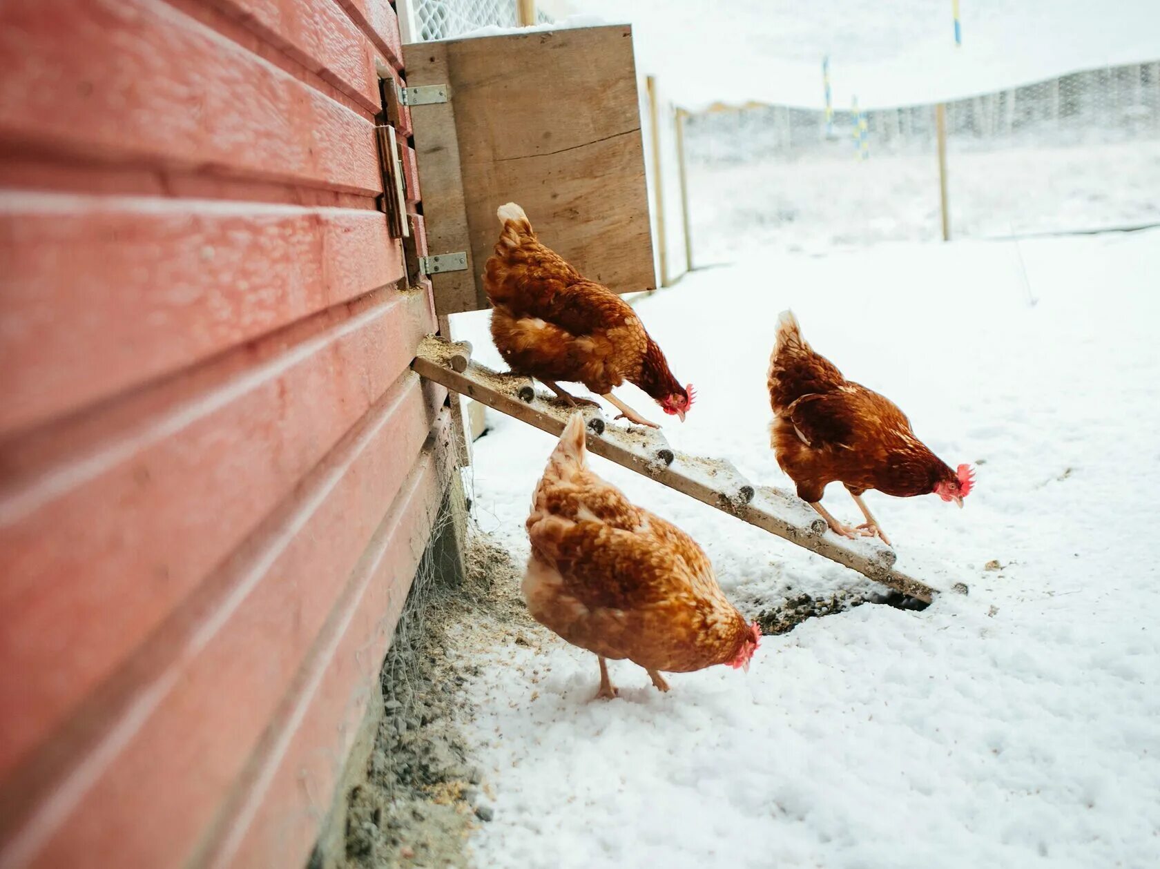 Время домашнего кур. Курятник зимний. Курятник зимой. Куры в курятнике. Куры несушки зимой.