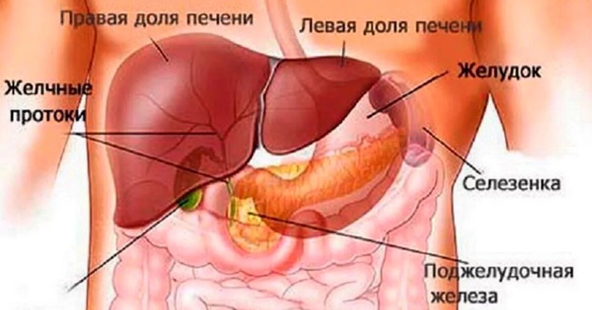 Желудок печень селезенка