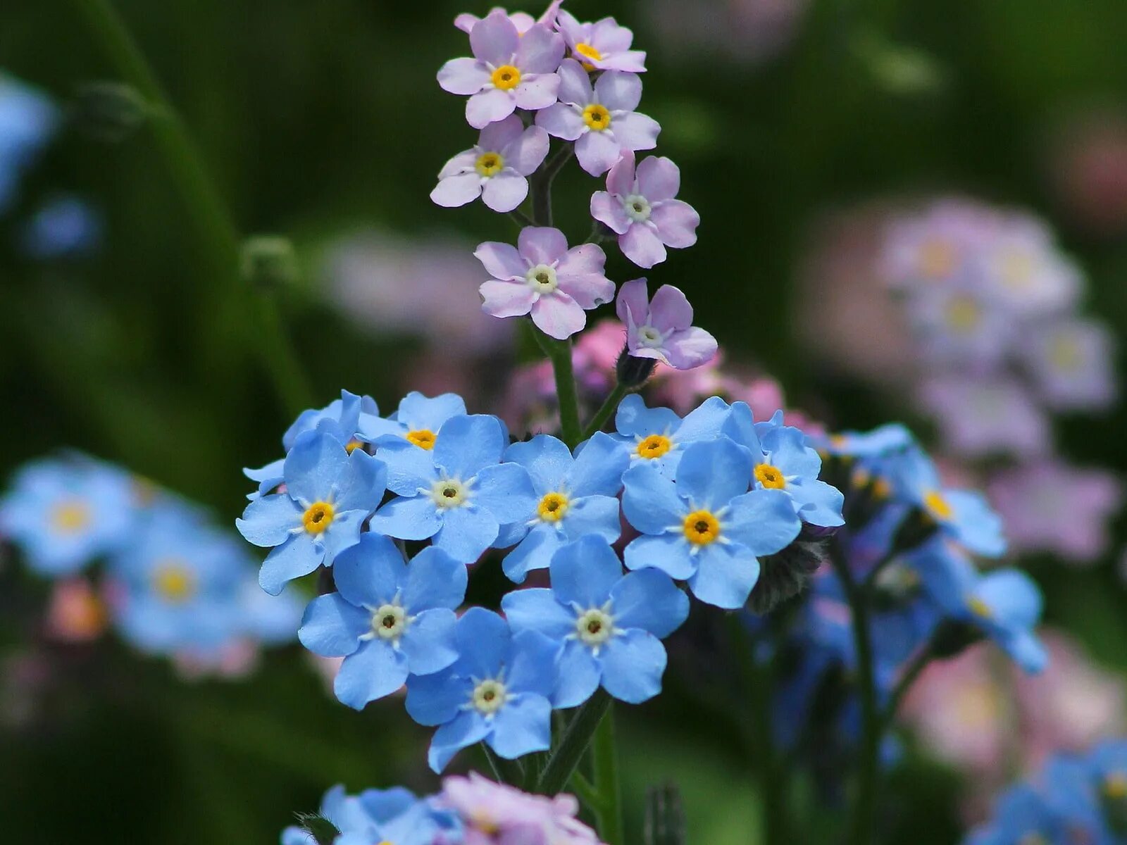 Незабудка гибридная. Незабудка Альпийская. Незабудка Полевая (Myosotis arvensis). Незабудка мелкоцветковая (Myosotis micrantha)..