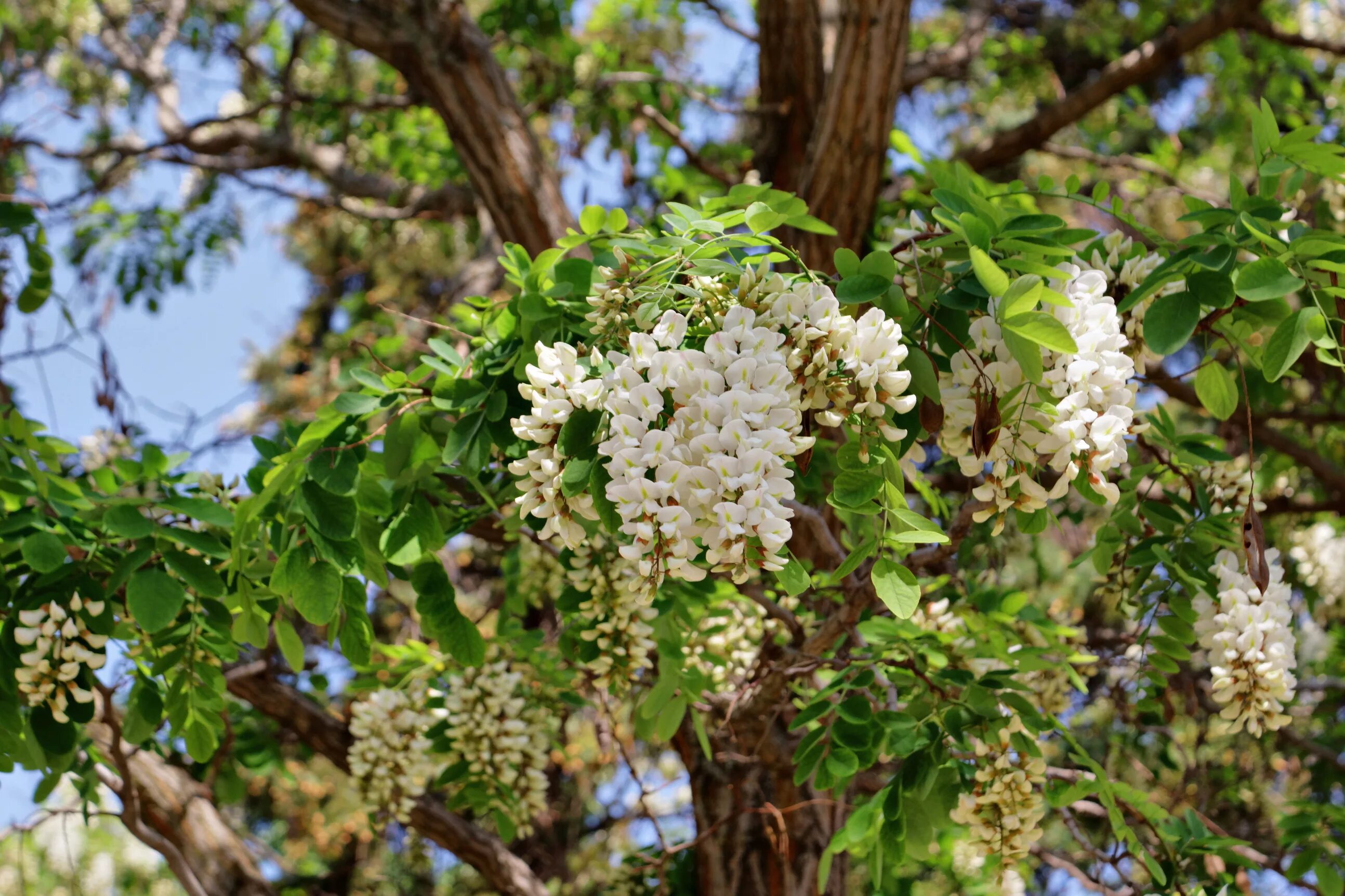 Акация белая (Робиния псевдоакация) (Robínia pseudoacácia). Белая Акация (Робиния псевдоакация). Робиния псевдоакация дерево. Трехлистная Акация.