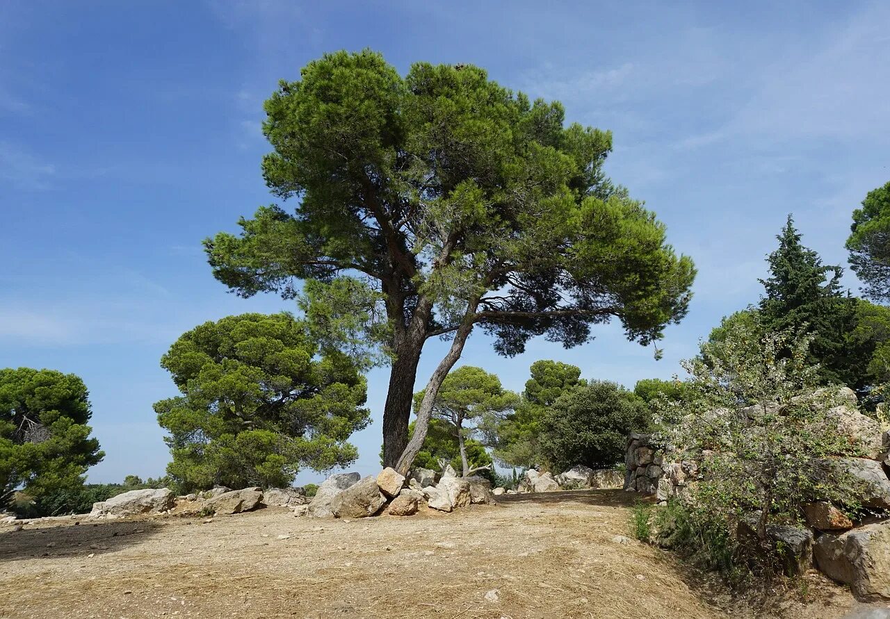 Пиния это. Сосна итальянская Пиния. Пиния (Pinus pinea). Средиземноморская сосна Пиния. Воронцовский парк сосна Пиния.