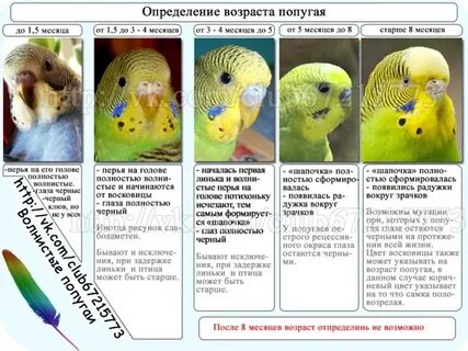 Человеческий возраст волнистого попугая