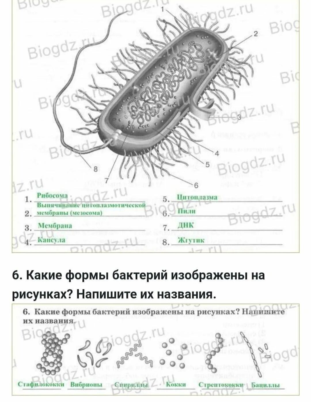 Контрольная работа по биологии 7 бактерии. Эубактерии строение бактериальной клетки. Строение покариотической 7клетки. Строение бактериальной клетки 7 класс биология. Схема строения бактериальной клетки биология 7 класс.