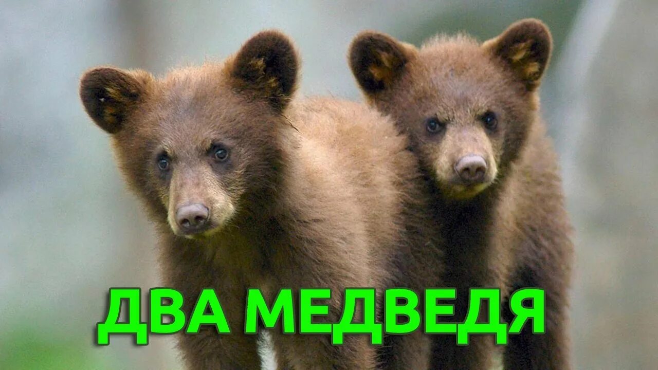 Бурый мишка жил. Бурый медвежонок. Сколько живут медведи бурые в дикой природе. Бурый медведь северной америки. Где живет мишка в лосином острове.