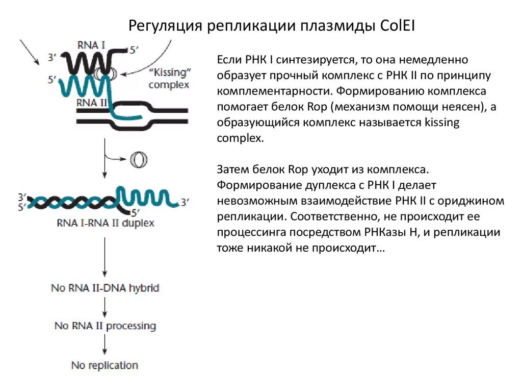 Кольцевая днк плазмиды. Репликация бактериальной ДНК. Репликация ДНК У бактерий микробиология. Плазмиды у Архей. Бактерия ДНК И плазмида.