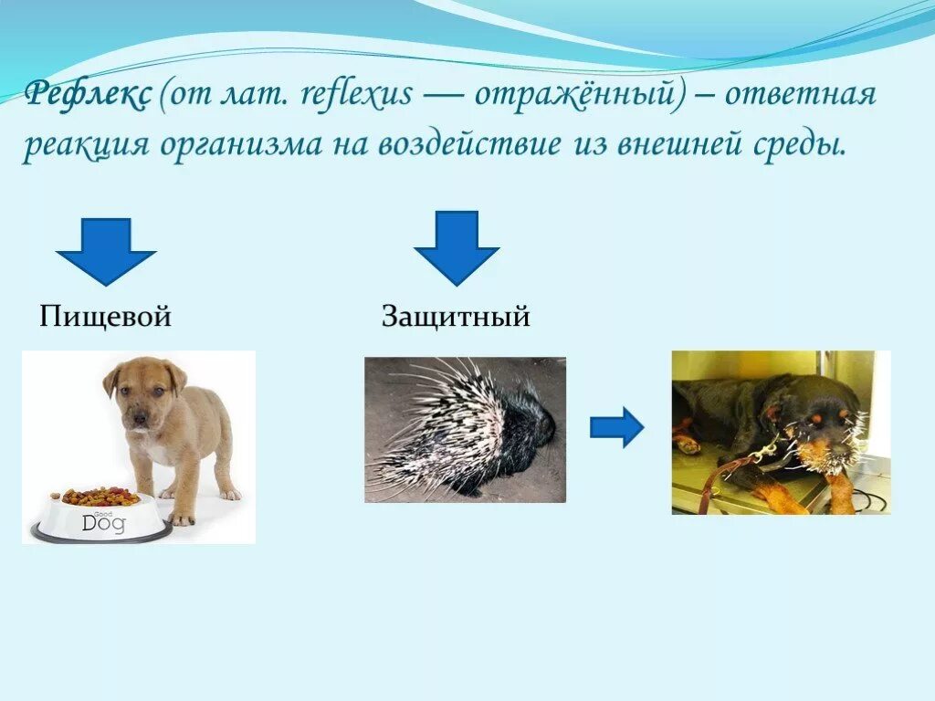 Пищевые рефлексы. Защитные пищевые рефлексы. Рефлекс у животного. Пищевой рефлекс это в биологии. Ответная реакция организма на воздействие среды