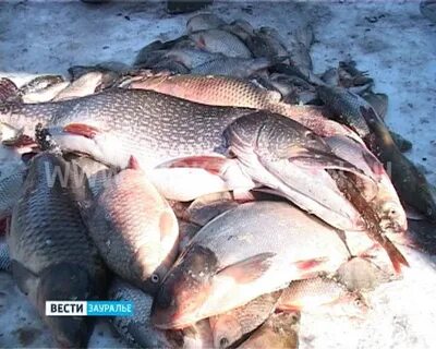 Рыбалка в кургане