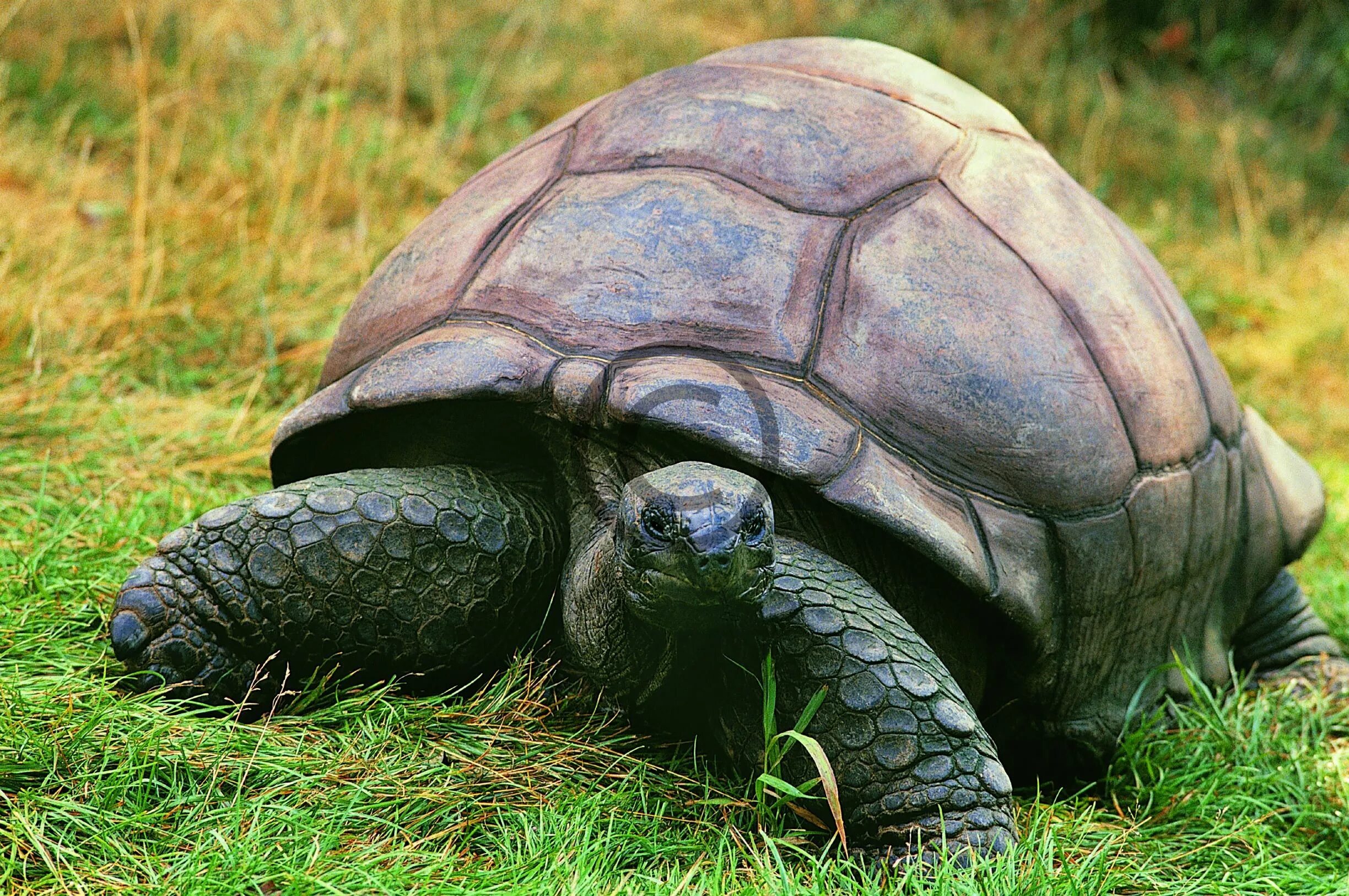 Большая галапагосская черепаха. Галапагосская черепаха. Слоновая черепаха Сухопутные черепахи. Сухопутная черепаха Галапагосы. Сухопутная черепаха слоновая.
