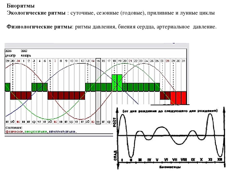 Совместимость биоритмов по дате рождения. Биоритмы человека. Экологические биоритмы. График биоритмов. Биоритмы человека график.