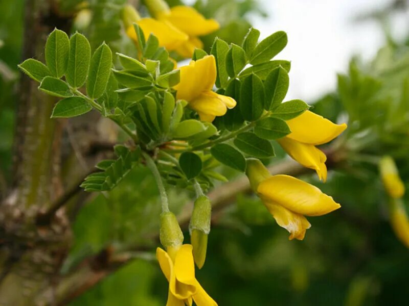 Акация желтая Карагана древовидная. Карагана древовидная (Caragana arborescens). Акация Карагана древовидная. Акация желтая Caragana arborescens. Цветок без листьев с желтыми цветами