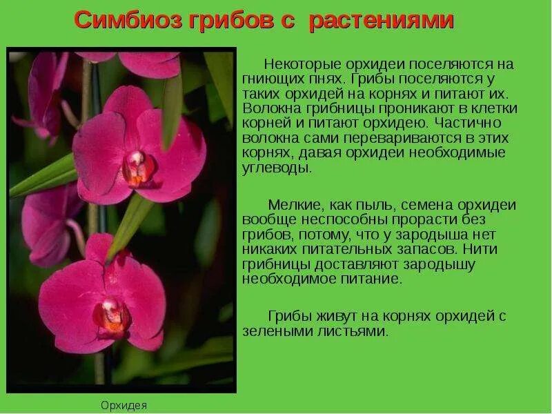 Орхидеи и деревья тип взаимоотношений
