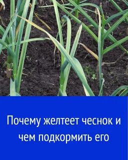 Чем обработать желтеющий чеснок в мае