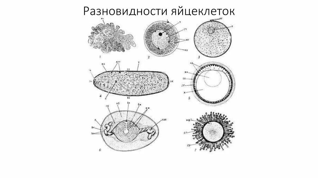 Пользуясь таблицей размеры яйцеклеток животных