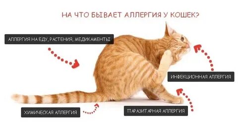 Может ли быть аллергия на котенка