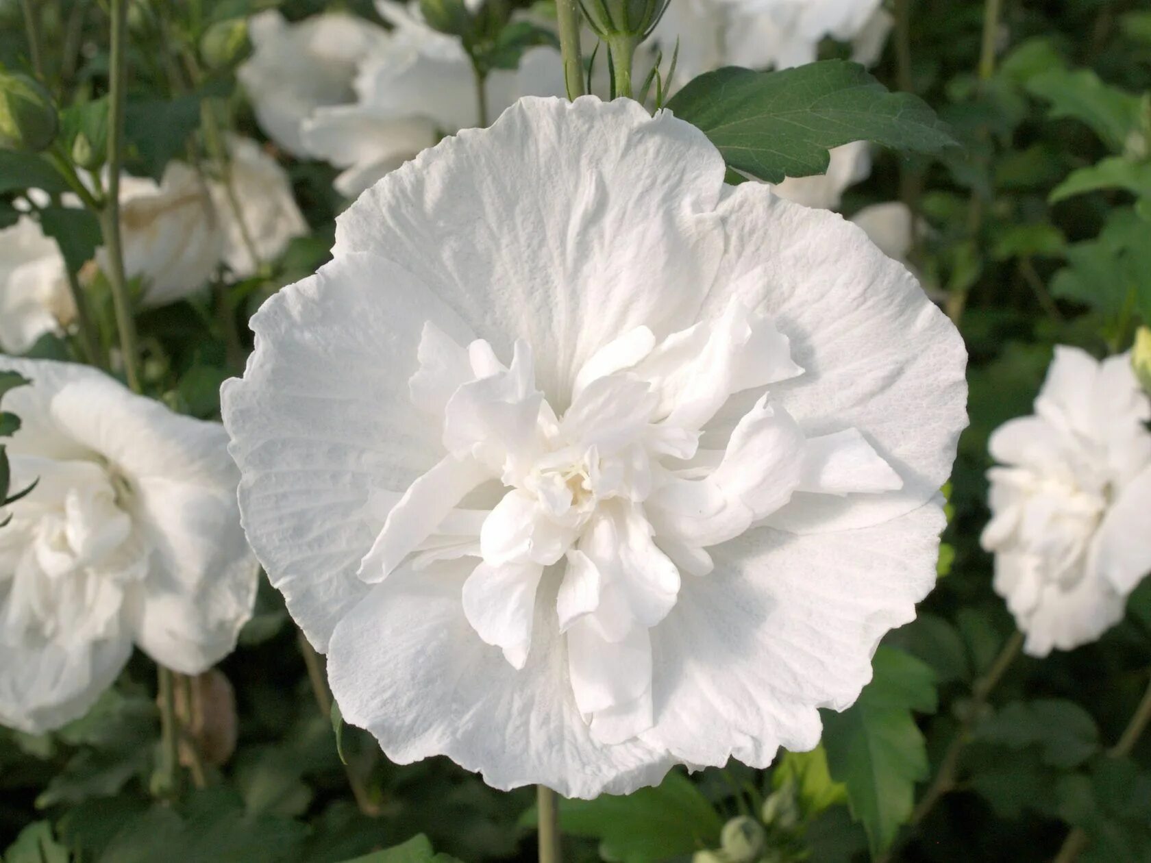 Гибискус вайт шифон. Гибискус сирийский уайт чиффон. гибискус сирийский white chiffon. гибискус сирийский белый.
