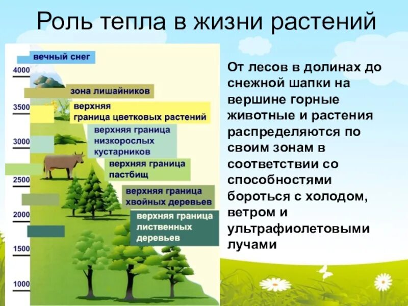 Роль светы в жизни растений. Роль тепла в жизни растений. Значение тепла в жизни растений. Влияние тепла на растения. Влияние температуры на растения.