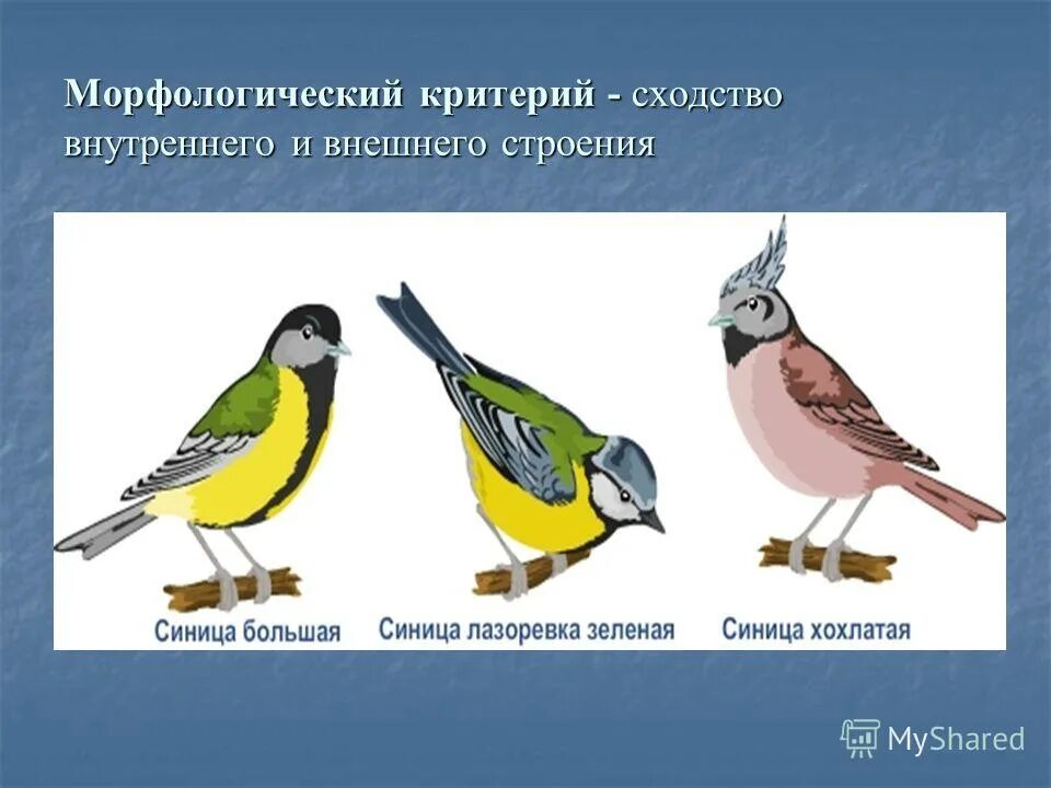 Презентация на тему: "Вид. Критерии вида. учитель биологии И.И.Иванченко МУНИЦИП
