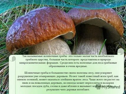 Чем полезен белый гриб
