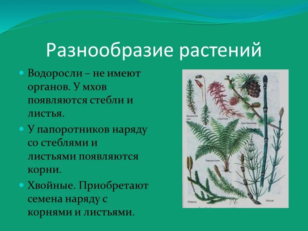 Папоротник в отличие от водорослей имеет. Разнообразие растений. Мох стебель с листьями папоротника. Разнообразие растений водоросли. Водоросли, папоротники, цветы.