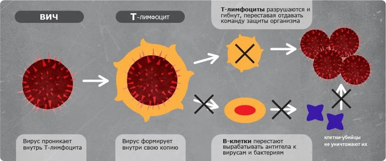 После попадания в организм. Клетки иммунной системы которые поражает ВИЧ. ВИЧ И Т лимфоциты. При ВИЧ инфекции поражаются т лимфоциты.