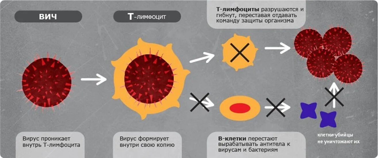 Разрушить вирус. Клетки иммунной системы которые поражает ВИЧ. ВИЧ И Т лимфоциты. При ВИЧ инфекции поражаются т лимфоциты.