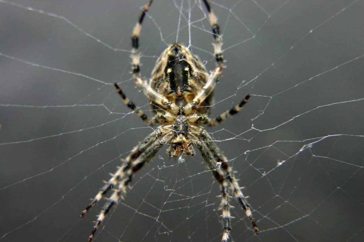 Определить вид паука. Мизгирь паук домашний черный. Laba-laba паук. Пауки в доме. Квартирные пауки.