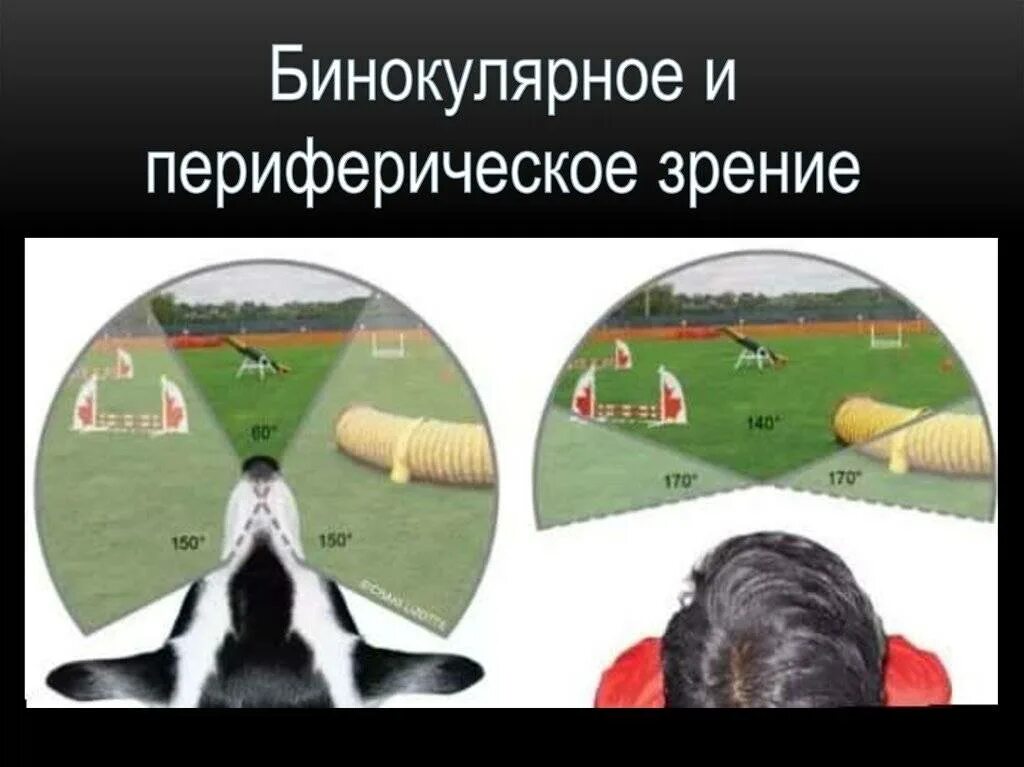 Периферическое зренеи е. Боковое зрение. Человек смотрит боковым зрением. Бинокулярное и периферическое зрение. Зрение близорукость.