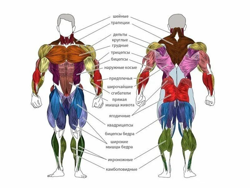 Какие мышцы самые. Строение человека мышцы анатомия. Мышцы человека схема расположения. Анатомия мышц человека бодибилдинг. Мышцы туловища схема.