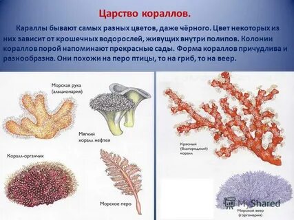 Коралловый стих