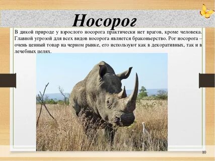 Сообщение о белом носороге