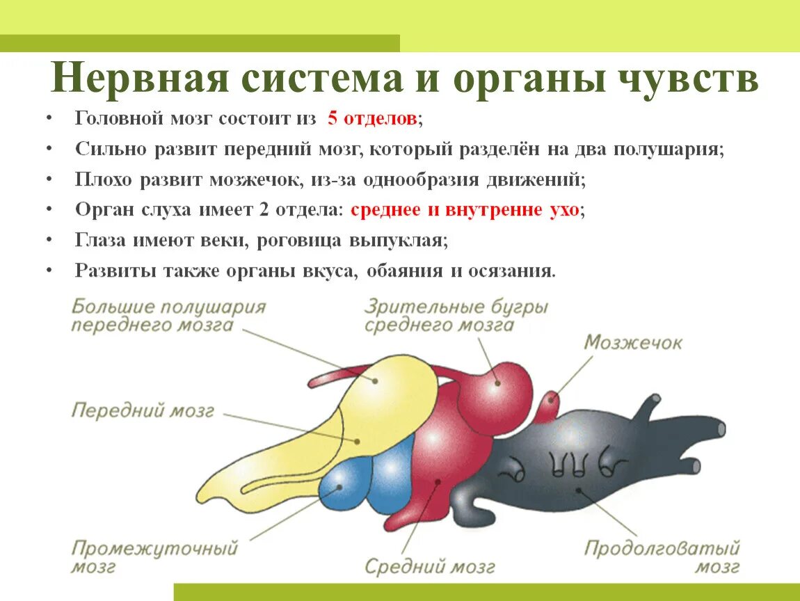 Какой отдел мозга развит у рыб. Нервная система земноводных 7 класс таблица. Особенности нервной системы у земноводных таблица. Нервная система земноводных 7 класс биология таблица. Головной мозг земноводных состоит из 5 отделов.