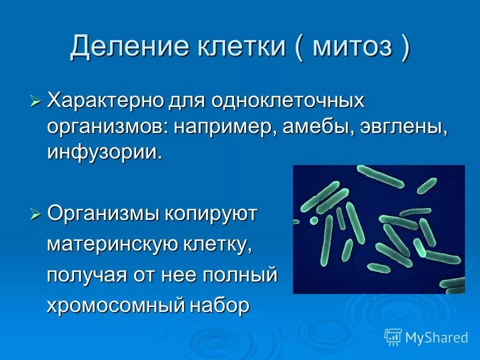 Для каких клеток нехарактерен митоз