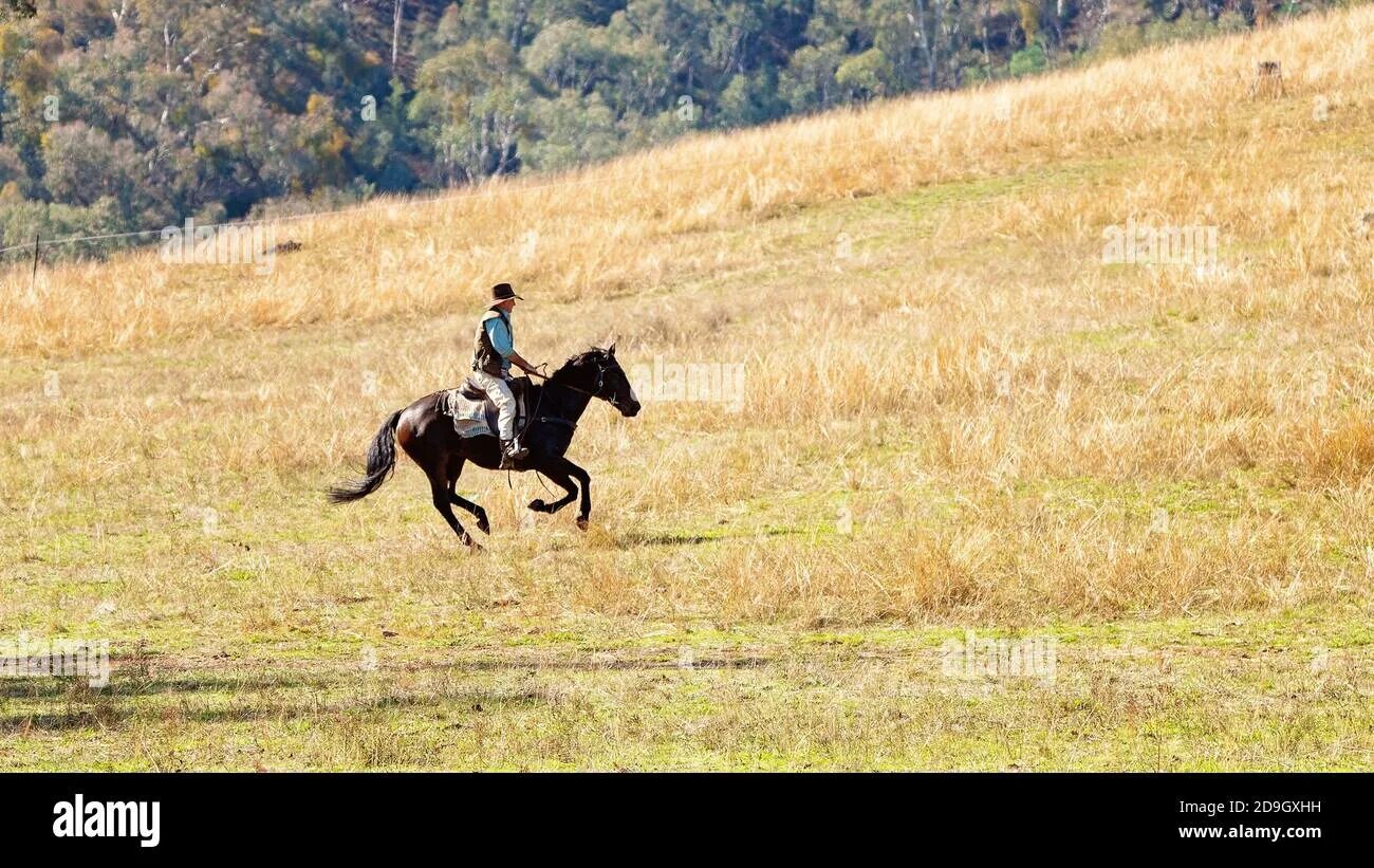 Гонит всадник. Всадник с лошадью. Всадник на лошади в поле. Бегущая лошадь с всадником. Лошадь галоп.