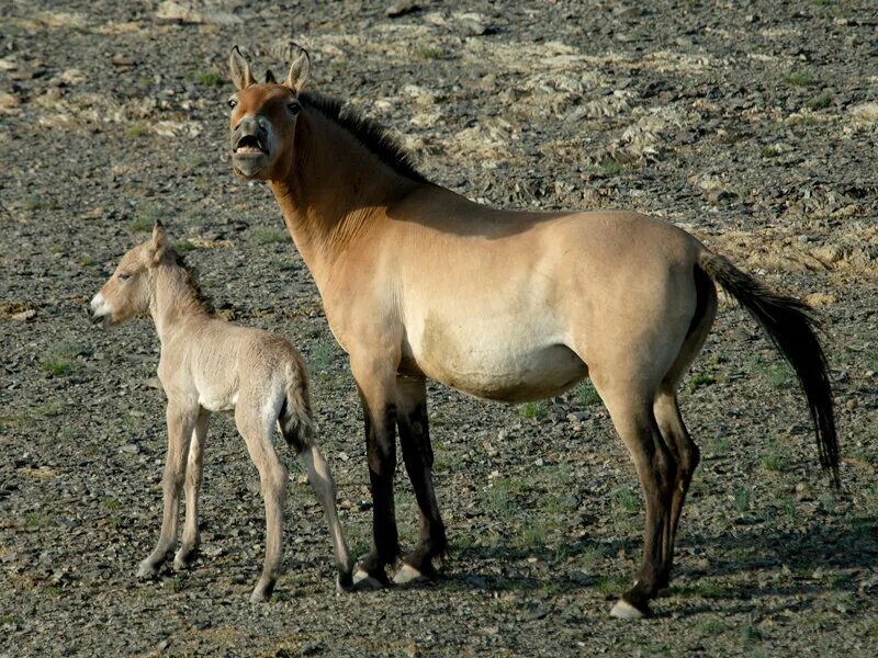 Лошадь Пржевальского Equus przewalskii. Дикая лошадь Пржевальского. Лошадь Пржевальского жеребенок. Лошадь Пржевальского красная. Почему лошадь пржевальского