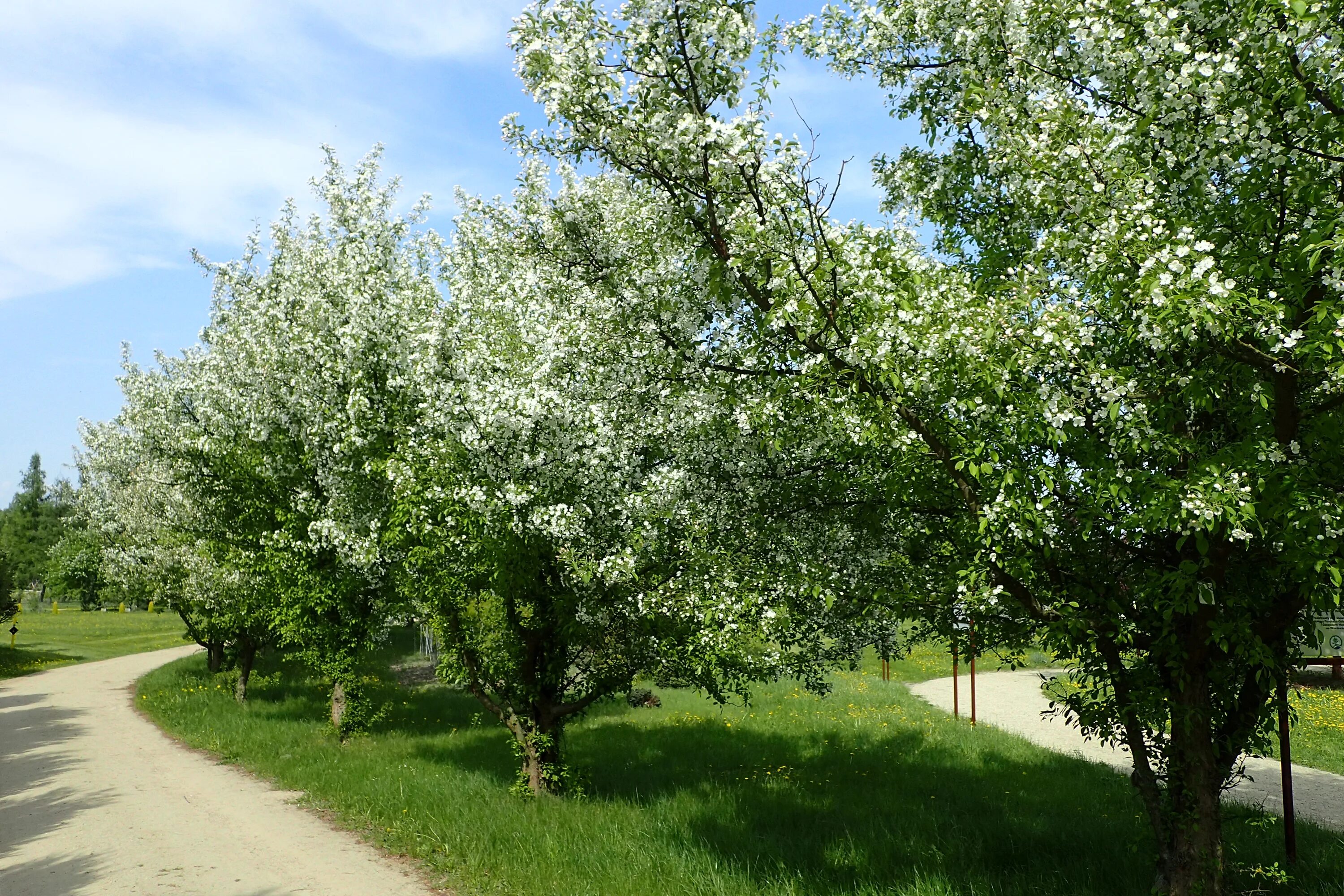 Malus floribunda. Malus floribunda Bush. Malus chamardabanica. Яблоня флорибунда