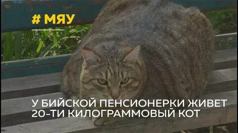 Кот степа