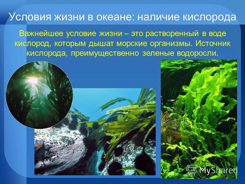 типы красных водорослей. среда обитания водорослей 5 класс. водоросли которые обитают в пресной воде. водоросли зеленые бурые красные. среды жизни водорослей.