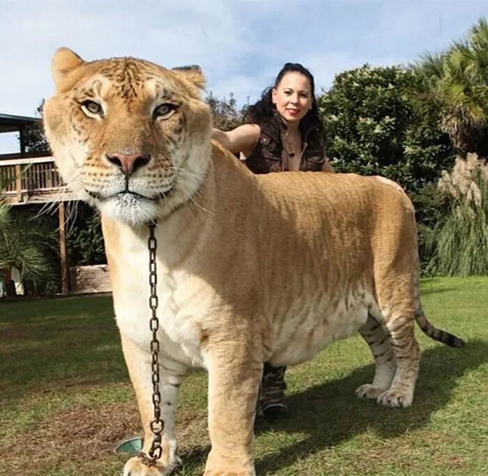 Ли гр геркулес гибрид льва и тигр. Как выглядит лигр. Лигр и тигон. Лигр гибрид льва и тигра. Лигр гибрид льва и тигра.