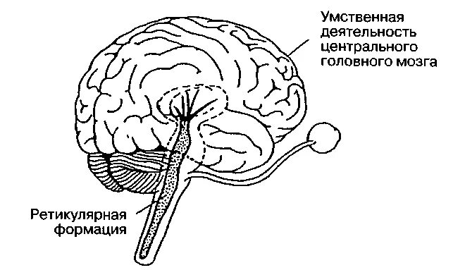 Ретикулярная формация мозга функции. Ретикулярная формация головного мозга. ретикулярная формация ствола мозга. ретикулярная формация головного мозга функции. ретикулярная формация продолговатого мозга.