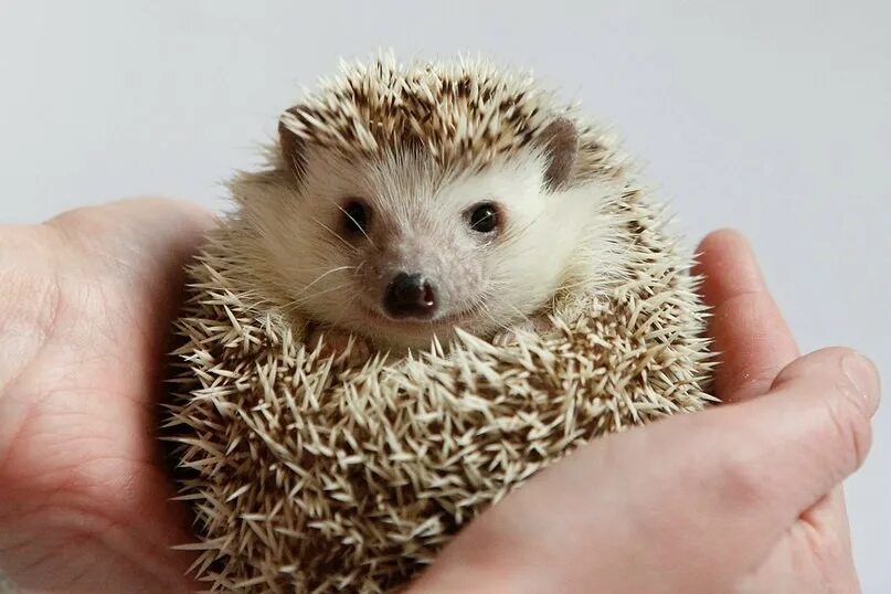 Коричневые африканских карликовых ежей. Южноафриканский еж (atelerix frontalis). Бурый еж. Бурый еж. Коричневый ежик.