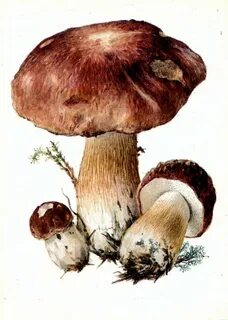 Боровик рисунок