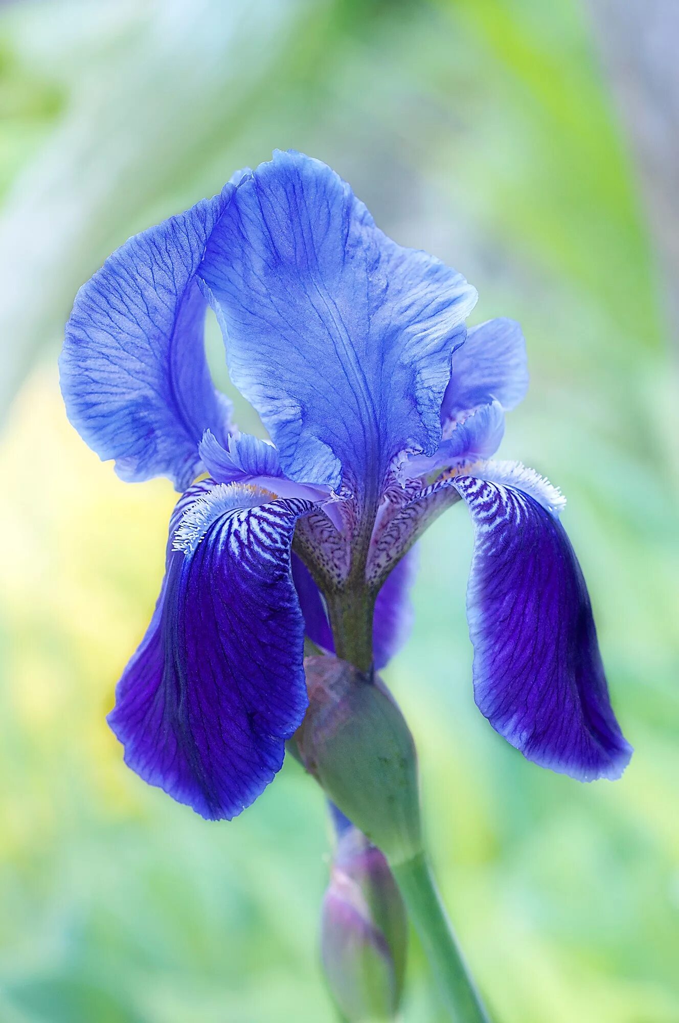 Каким цветом ирис цветок. Цветок Ирис Касатик. Ирис обыкновенный синий. Ирис голубой Касатик. Ирис фиолетовый обыкновенный.