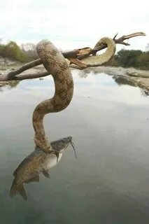 Змея поймала девушку