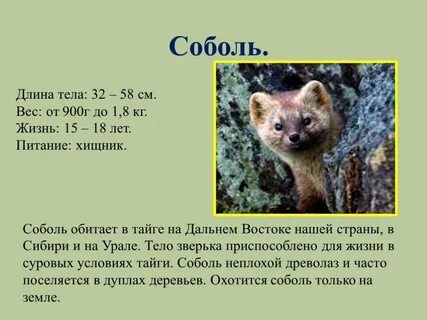 В какой природной зоне соболь