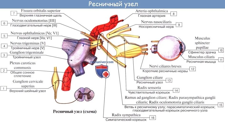 Иннервирует гладкие мышцы. Парасимпатическая иннервация глаза анатомия. Иннервация мышц глазного яблока анатомия. Иннервация глаза анатомия схема. Вегетативная иннервация мышц глаза.