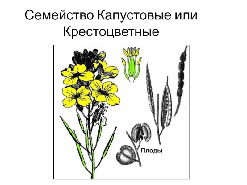 Зарисуем схематично строение редьки дикой