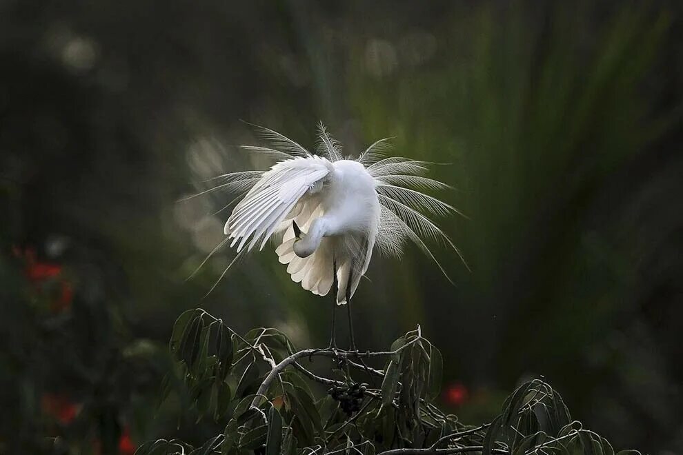Птица распушила перья. Великий белый эгрет птица. Необычная красота природы. Фотограф птиц. Удивительное рядом.