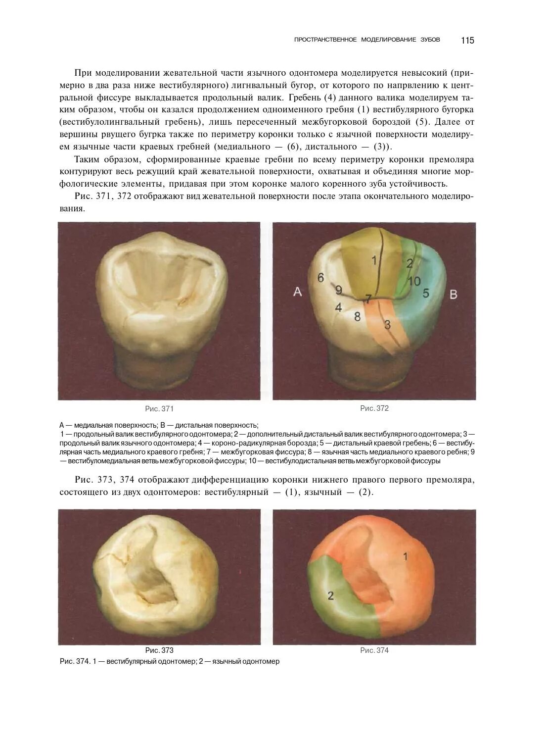 Моделирование зубов Ломиашвили. Моделирование жевательных зубов. Моделировка жевательных зубов. Моделирование окклюзионной поверхности зуба.