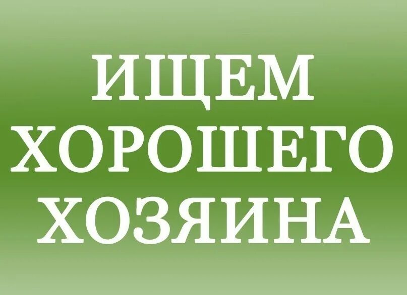 Как найти хозяина дома. Ищу хозяина. Срочно нужен хозяин. Ищу нового хозяина. Ищем самых добрых хозяев.